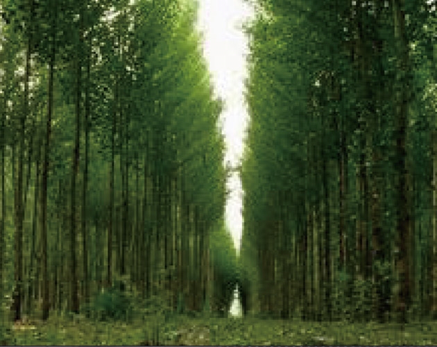 ׿����2021��ɭ�ָ�������ľ�����ָ�����������Ŀ